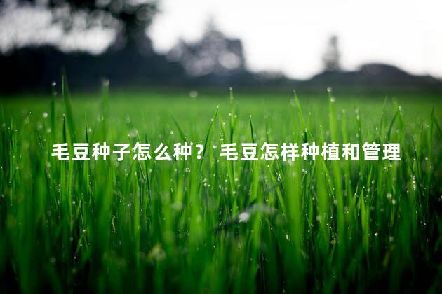 毛豆种子怎么种？ 毛豆怎样种植和管理